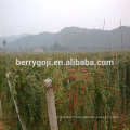Arbre de plante Goji / Wolfberry / Lycium Barbarum